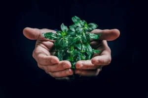 un homme tenant une plante dans ses mains